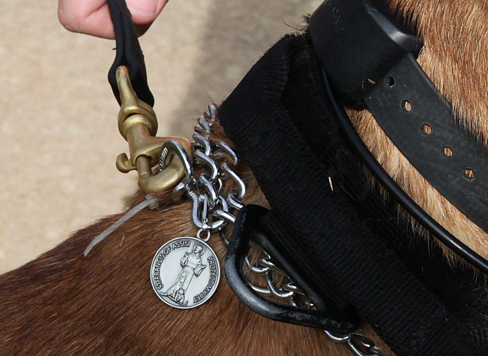 K9Blessing_0636.JPG